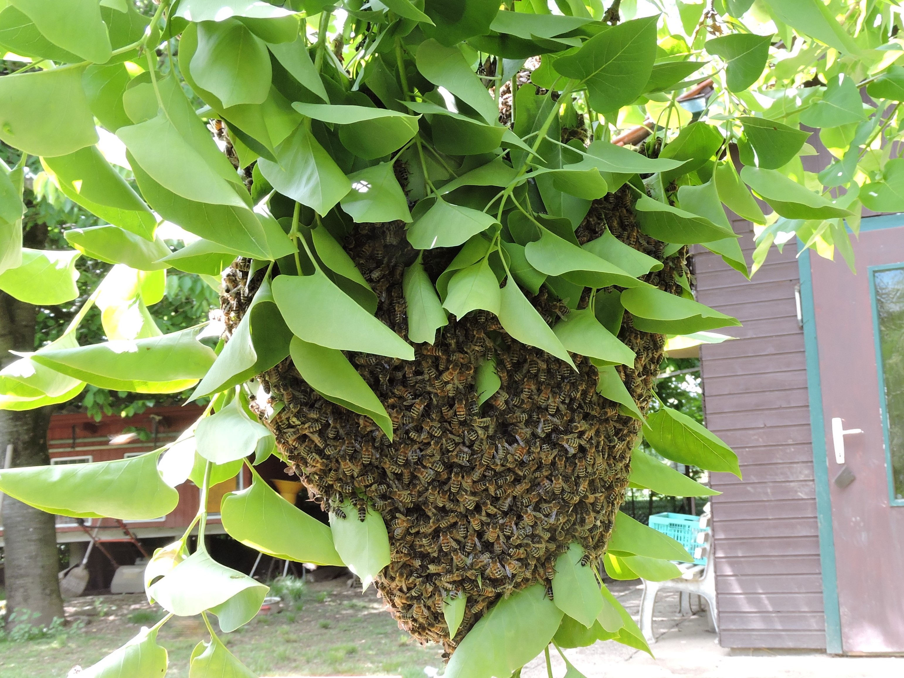 Honig von Roby Leitgeb in Wagna